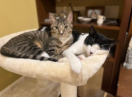 December 2023, King Arthur and Merlin have joined our happy little homes, rescue kitties brought home